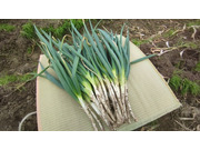 朝来市の名産、岩津ねぎ